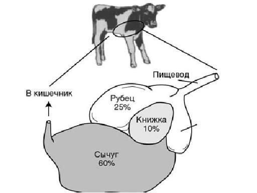 Доклад по теме Как 'разогнать' рубец у теленка